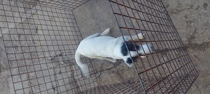 Eladó jack Russell kis kan 