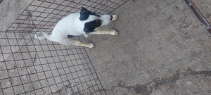 Eladó jack Russell  - kép 3
