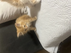 Maine Coon kiscicák