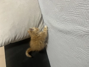 Maine Coon kiscicák - kép 6