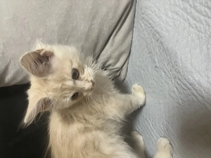 Maine Coon kiscicák - kép 4
