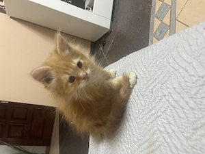 Maine Coon kiscicák - kép 3
