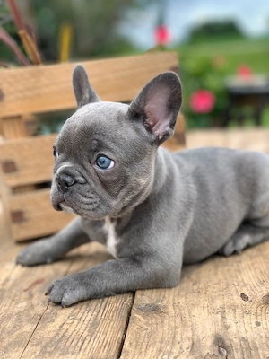 Francia Bulldog  - kép 2