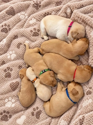 Labrador kiskutya      - kép 3