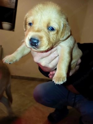 Labrador kiskutya      - kép 2