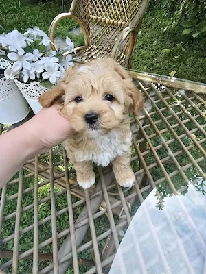 Maltipoo kölykök  - kép 2