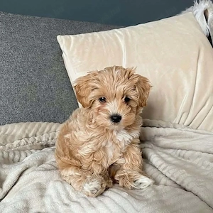 Maltipoo kölykök 