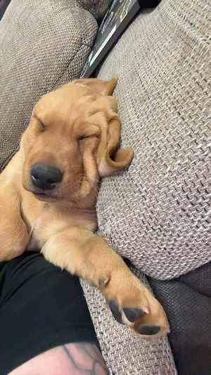 Labrador kiskutya      - kép 5