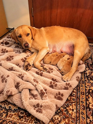 Labrador kiskutya      - kép 7