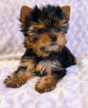 Mini méretű yorkshrie terrier kan kölykök 