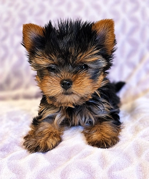 Mini méretű yorkshrie terrier kan kölykök  - kép 2