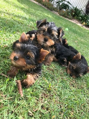 Yorki terrier kiskutyák 