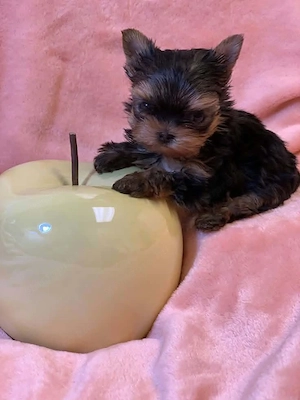 Yorki terrier kiskutyák  - kép 3