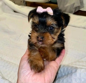 Yorki terrier kiskutyák  - kép 4