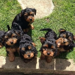 Yorki terrier kiskutyák  - kép 2
