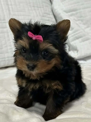 Yorki terrier kiskutyák  - kép 5