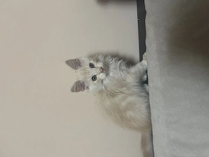 Maine Coon kiscicák - kép 2