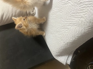Maine Coon kiscicák - kép 4