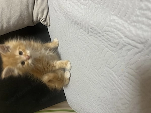 Maine Coon kiscicák - kép 5