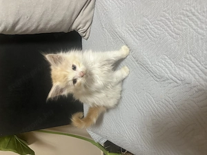 Maine Coon kiscicák - kép 3