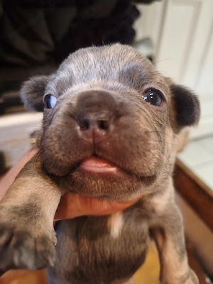 Francia bulldog kiskutyák előjegyezhetőek! - kép 4