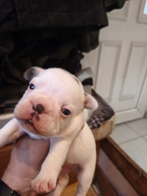 Francia bulldog kiskutyák előjegyezhetőek! - kép 2