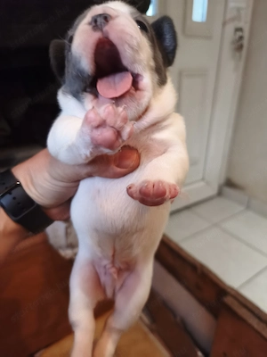 Francia bulldog kiskutyák előjegyezhetőek! - kép 5