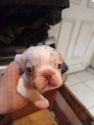 Francia bulldog kiskutyák előjegyezhetőek! - kép 3