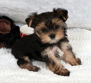 Yorkshire terrier kölykök  - kép 2