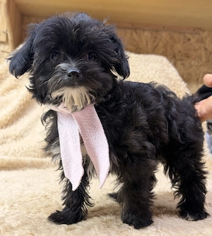 Yorkipoo nagyon picike kislány - kép 2