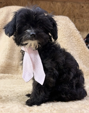 Yorkipoo nagyon picike kislány