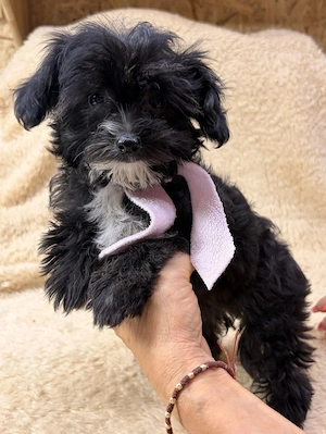 Yorkipoo nagyon picike kislány - kép 3