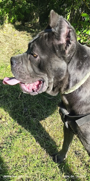 Cane corso kiskutyák - kép 2