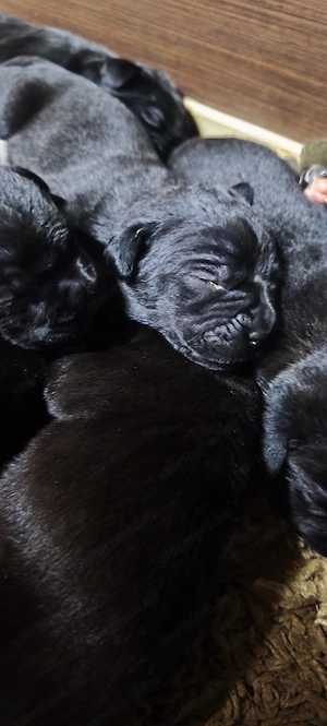 Cane corso kiskutyák - kép 4