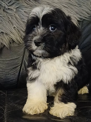 Csodaszép bichon havanese kiskutyák eladóak - kép 2