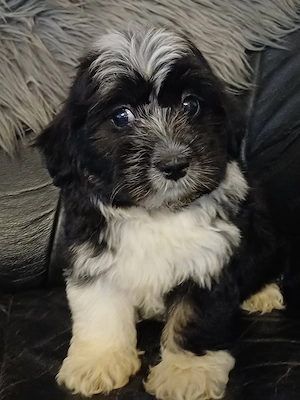 Csodaszép bichon havanese kiskutyák eladóak - kép 6
