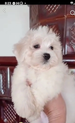 Csodaszép bichon havanese kiskutyák eladóak - kép 4