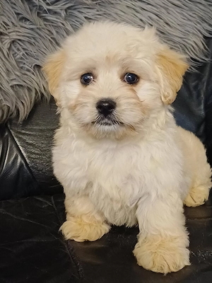 Csodaszép bichon havanese kiskutyák eladóak - kép 5