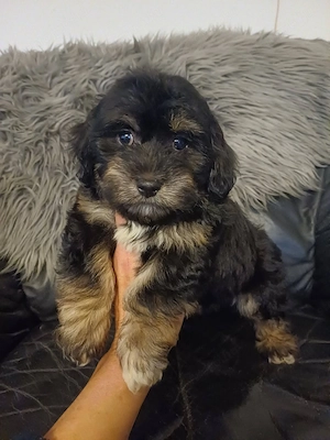 Csodaszép bichon havanese kiskutyák eladóak - kép 3