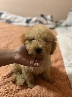 Maltipoo kiskutya - kép 2