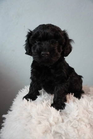 Maltipoo kölykök  - kép 2