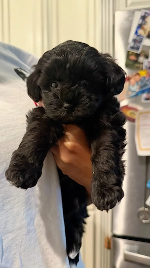 Maltipoo kölykök  - kép 4