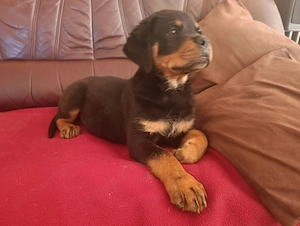 Gyönyörű rottweiler szuka kiskutya - kép 3