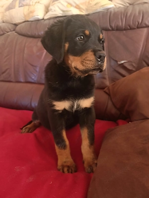 Gyönyörű rottweiler szuka kiskutya - kép 2