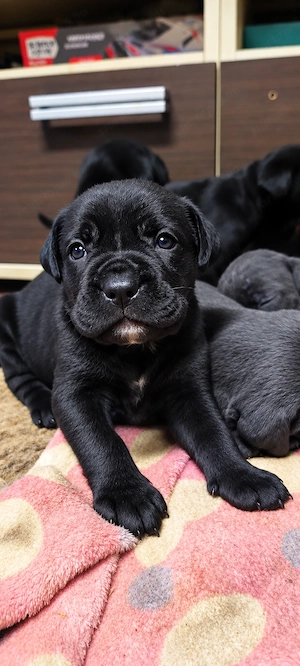 Cane corso kiskutyák - kép 5