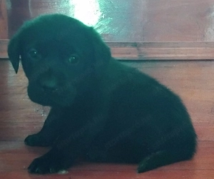 Labrador kölykök Eladók - kép 2