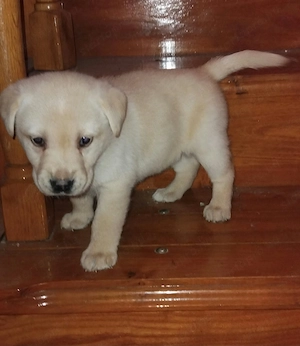 Labrador kölykök Eladók