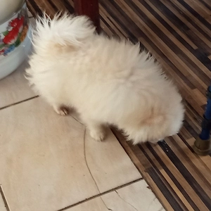 Pomeraniai Torpesicc