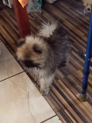 pomeraniai torpespicc - kép 2