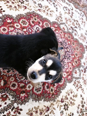 Eladó Husky-Rottweiler mix szuka kiskutya - kép 3